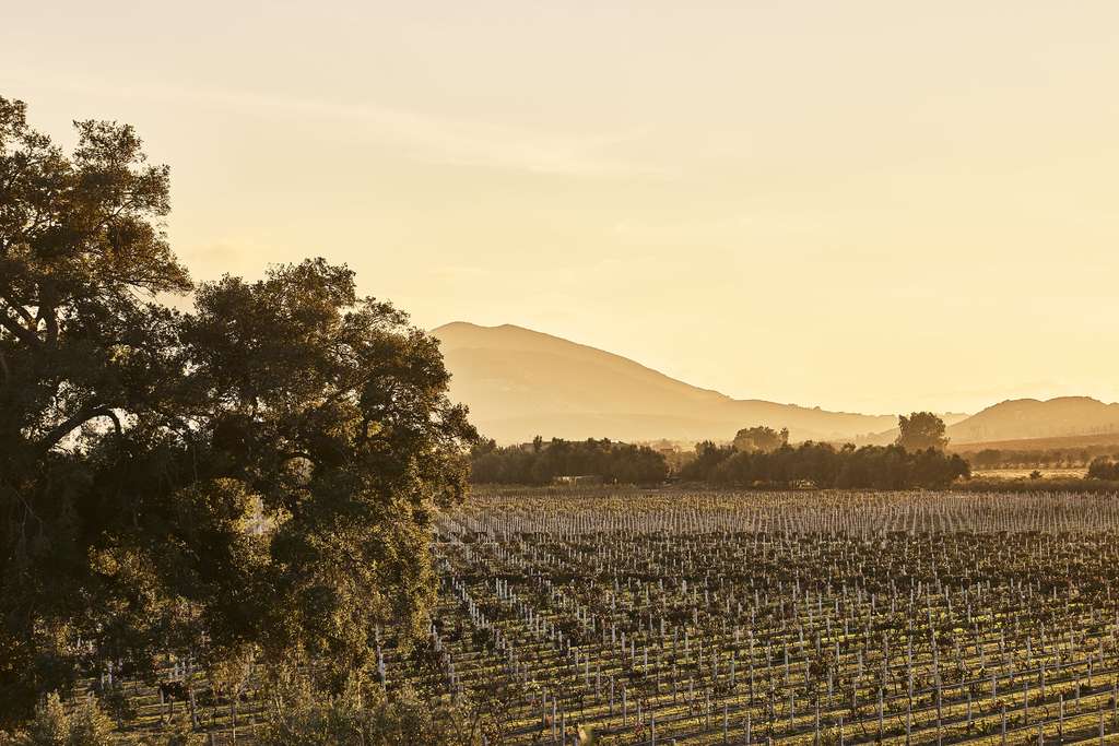 With its stunning wine country location, an array of elevated activities, 62 guestrooms and a collection of Montage Residences, Montage Valle de Guadalupe will deliver an experience defined by effortless luxury and a true sense of place.
